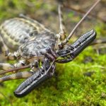 Whip Scorpion1