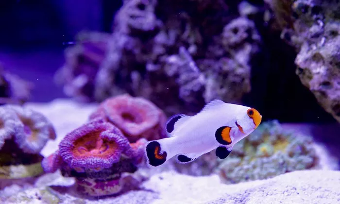 White Clownfish