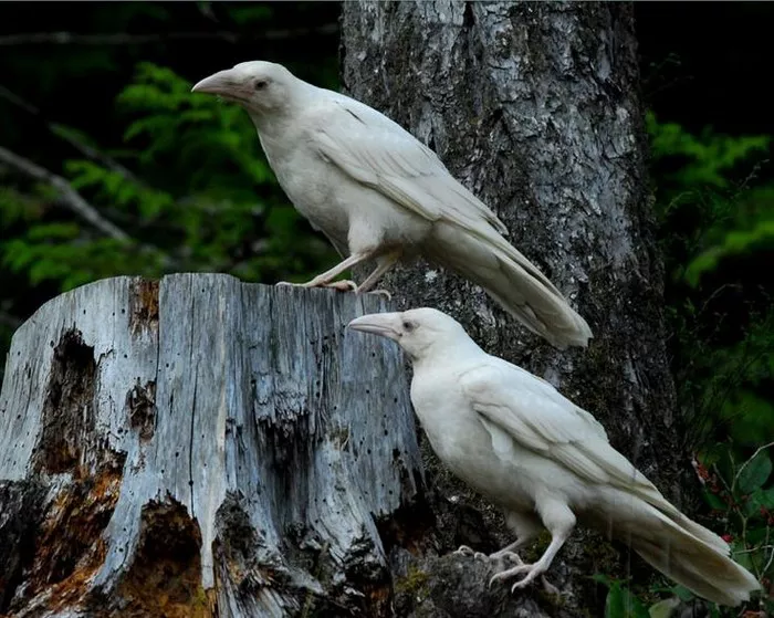 White Crows