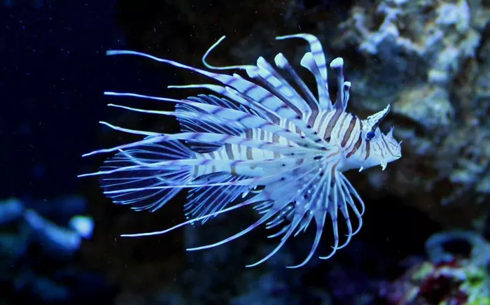 White Lionfish