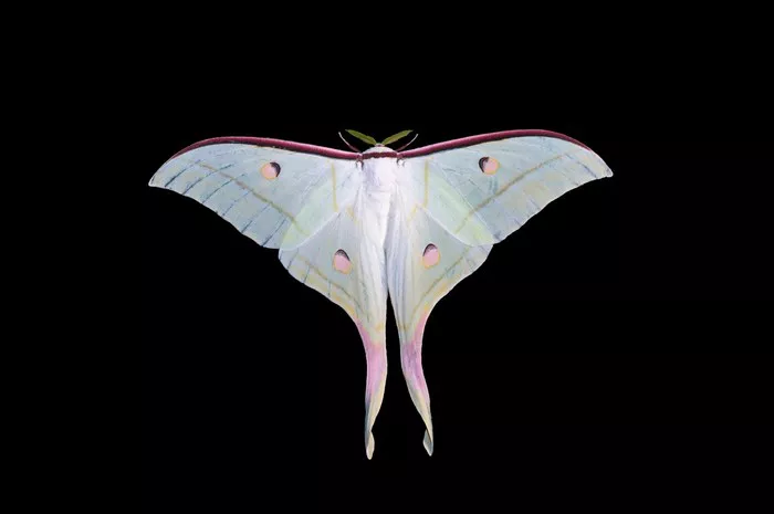 White Luna Moth