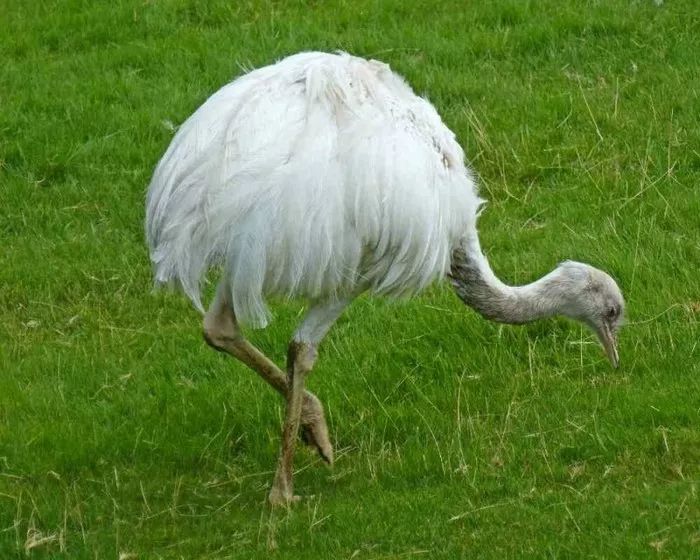 White Ostrich