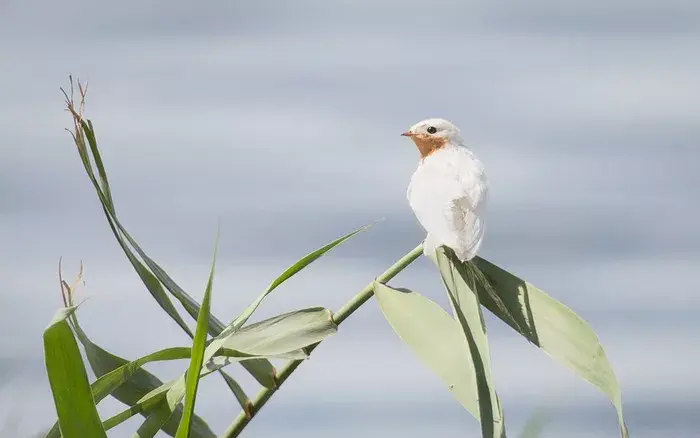 White Swallow