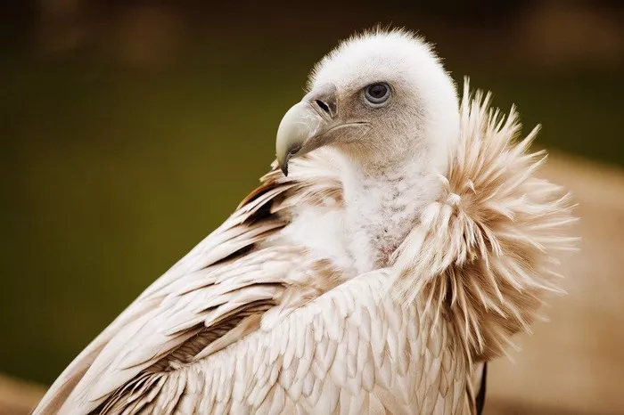 White Vulture