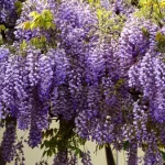 Wisteria