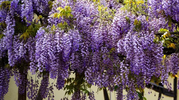 Wisteria