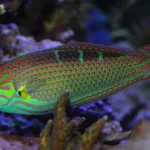 Wrasse1