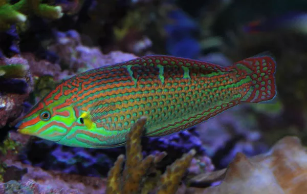 Wrasse1