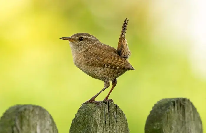 Wren Symbolize