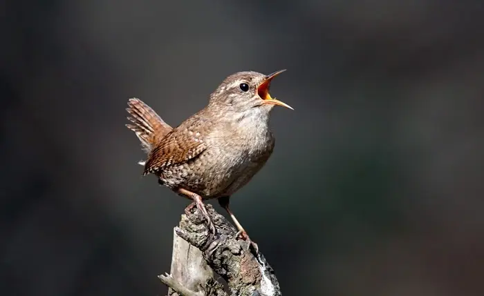 Wren