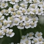 Yarrow