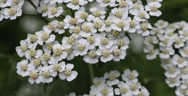 Yarrow