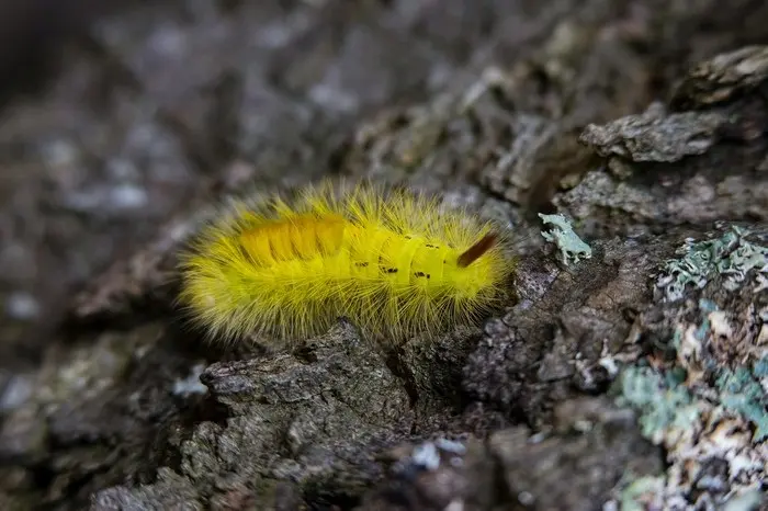 Yellow Caterpillar