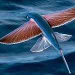 flying fish