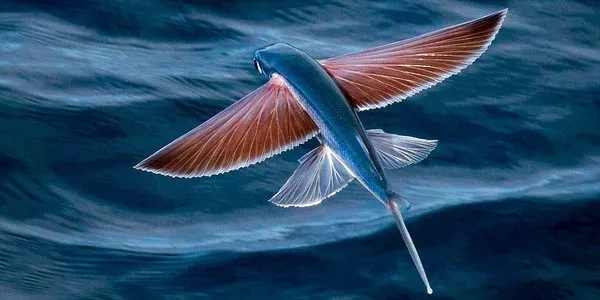 flying fish