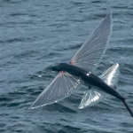 flying fish1