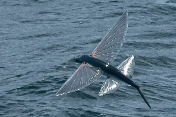 flying fish1