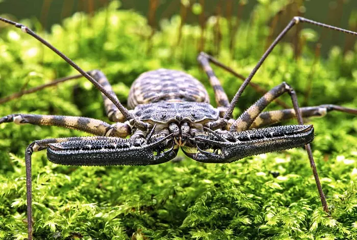 whip scorpion