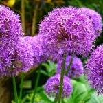 Allium