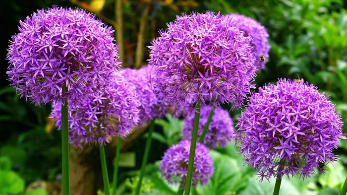 Allium