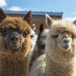 Alpaca