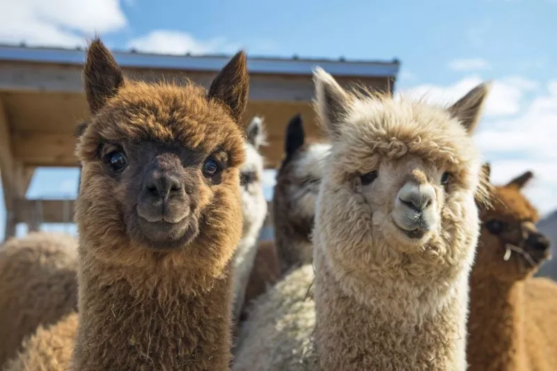 Alpaca