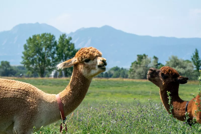 Alpaca1