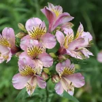 Alstroemeria