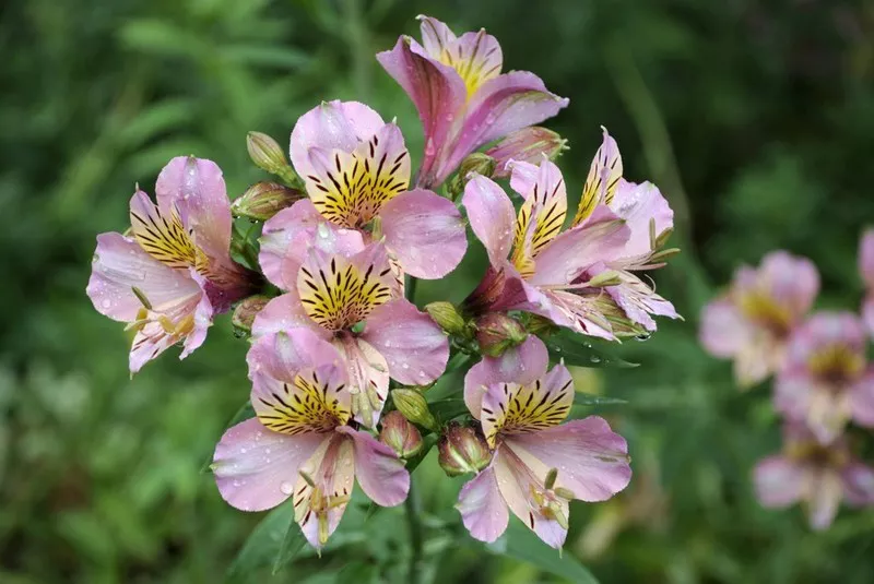 Alstroemeria