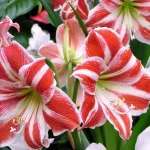 Amaryllis