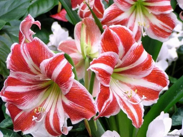 Amaryllis