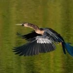 Anhinga