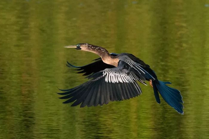 Anhinga