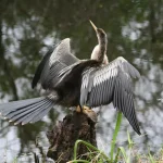 Anhinga1