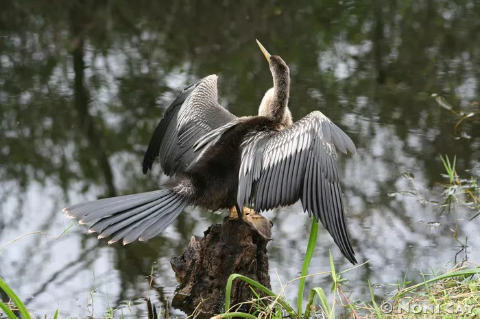 Anhinga1