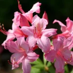 Azalea