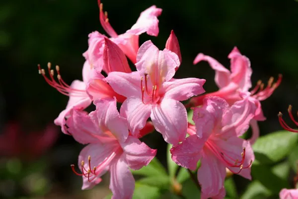 Azalea