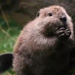 Beaver