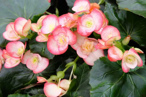 Begonia