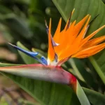 Bird of Paradise