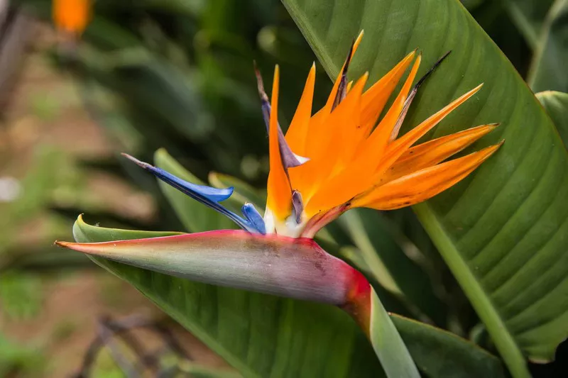 Bird of Paradise