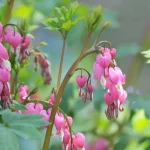 Bleeding Heart