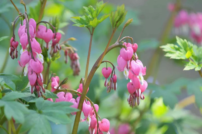 Bleeding Heart