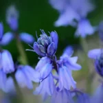 Bluebell