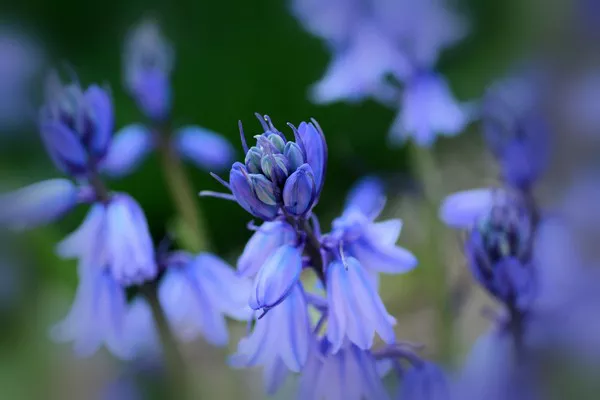 Bluebell