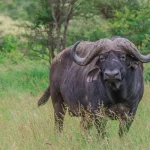 Buffalo1