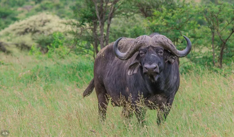 Buffalo1