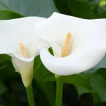 Calla Lily