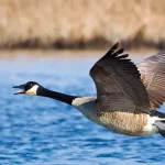 Canadian Goose