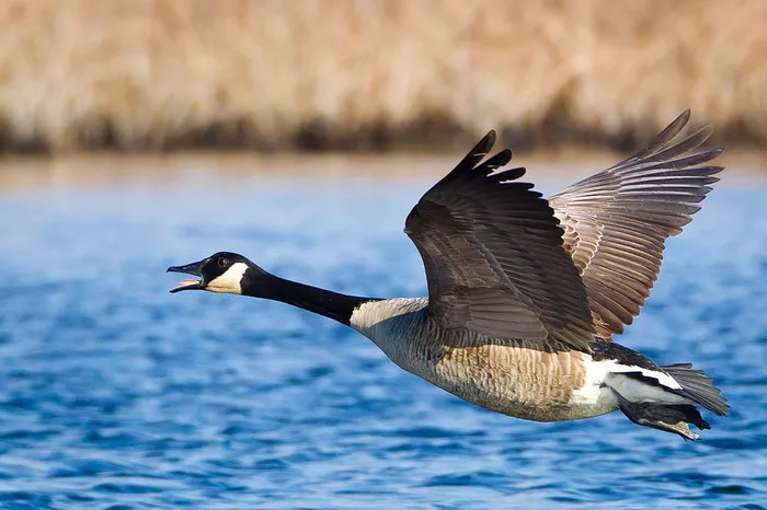 Canadian Goose